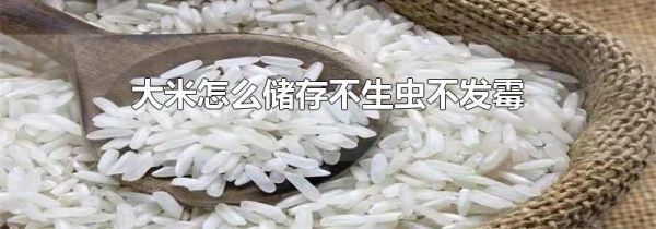 大米怎么储存不生虫不发霉