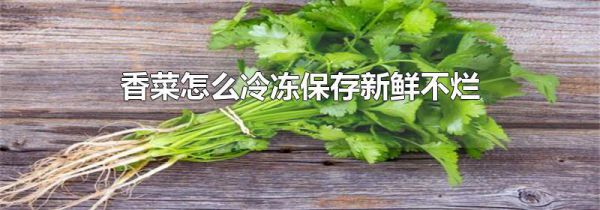 香菜怎么冷冻保存新鲜不烂