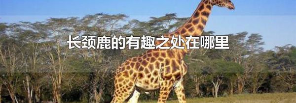 长颈鹿的有趣之处在哪里