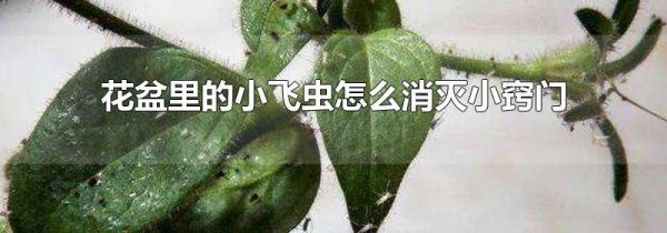 花盆里的小飞虫怎么消灭小窍门