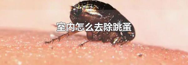 室内怎么去除跳蚤