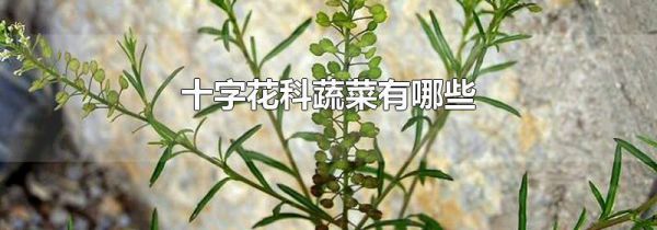 十字花科蔬菜有哪些