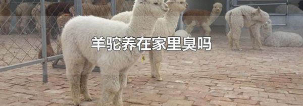 羊驼养在家里臭吗