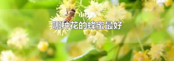 哪种花的蜂蜜最好