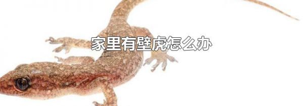 家里有壁虎怎么办