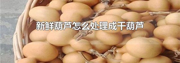 新鲜葫芦怎么处理成干葫芦