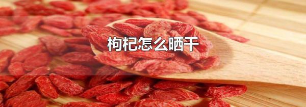 枸杞怎么晒干