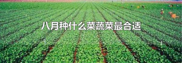 八月种什么菜蔬菜最合适