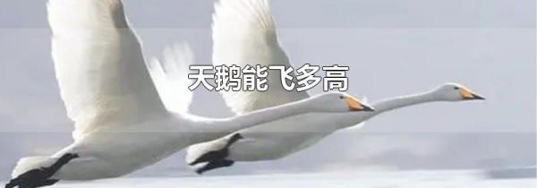 天鹅能飞多高