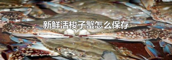 新鲜活梭子蟹怎么保存