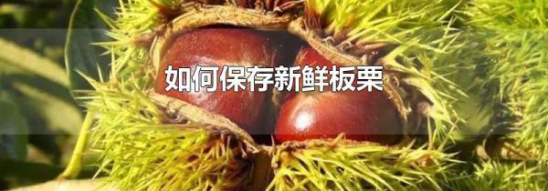 如何保存新鲜板栗