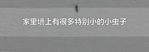 家里墙上有很多特别小的小虫子