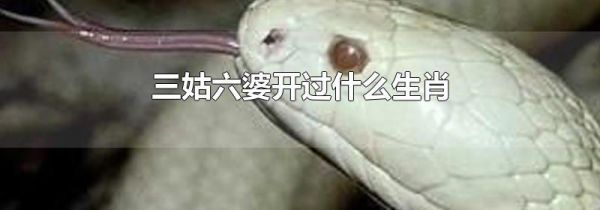 三姑六婆开过什么生肖