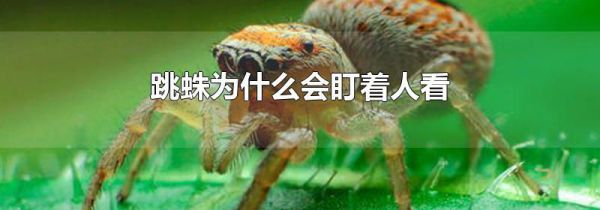 跳蛛为什么会盯着人看