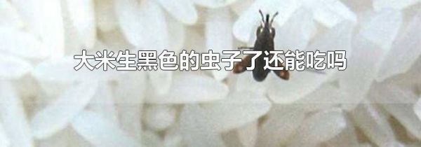 大米生黑色的虫子了还能吃吗