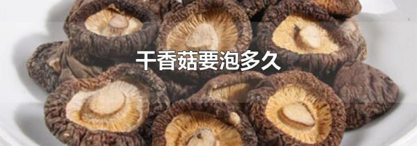干香菇要泡多久
