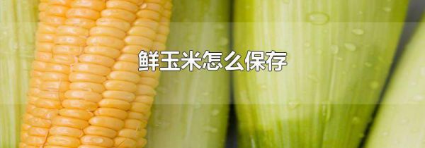 鲜玉米怎么保存