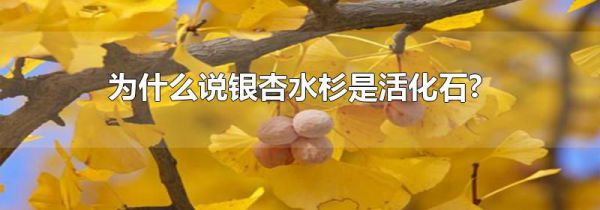 为什么说银杏水杉是活化石?