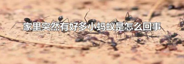 家里突然有好多小蚂蚁是怎么回事