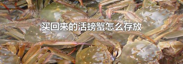 买回来的活螃蟹怎么存放