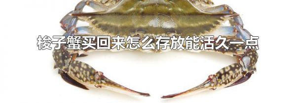 梭子蟹买回来怎么存放能活久一点