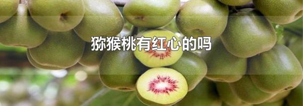 猕猴桃有红心的吗