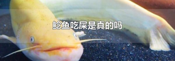 鲶鱼吃屎是真的吗