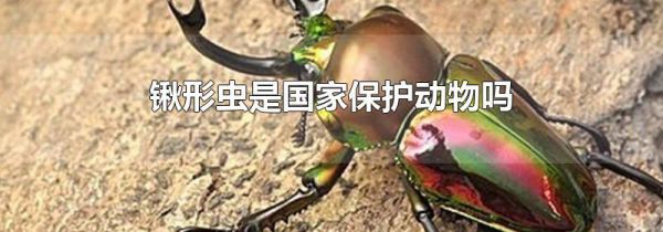 锹形虫是国家保护动物吗