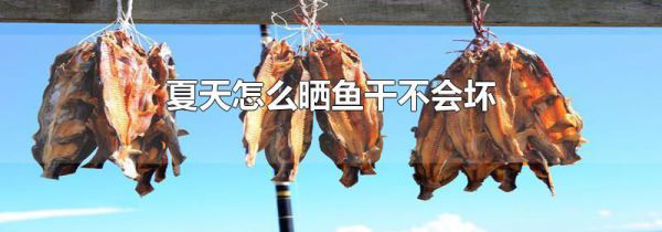 夏天怎么晒鱼干不会坏