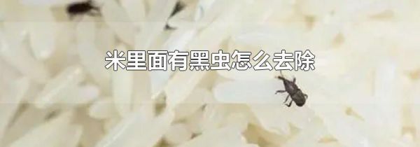 米里面有黑虫怎么去除
