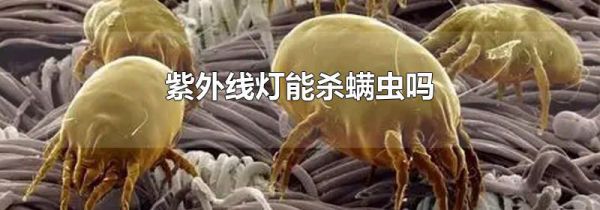 紫外线灯能杀螨虫吗