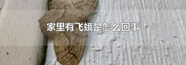 家里有飞蛾是怎么回事
