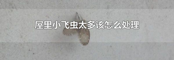 屋里小飞虫太多该怎么处理