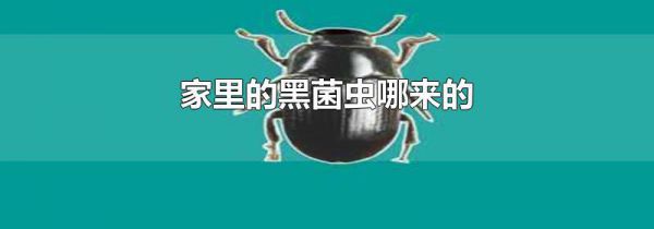 家里的黑菌虫哪来的