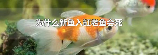 为什么新鱼入缸老鱼会死
