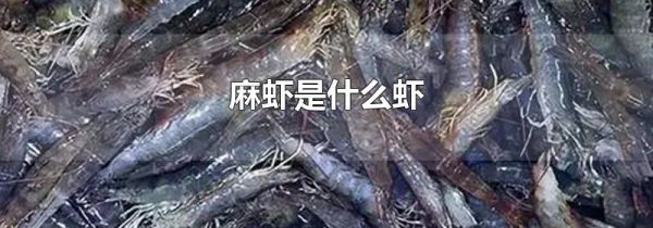 麻虾是什么虾