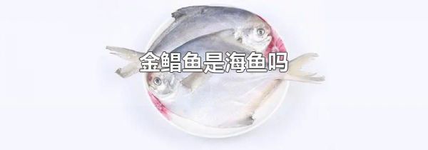 金鲳鱼是海鱼吗