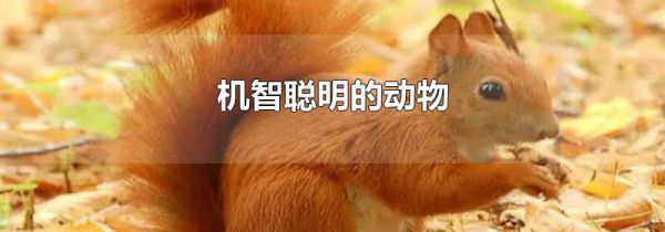 机智聪明的动物