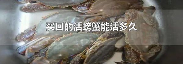 买回的活螃蟹能活多久
