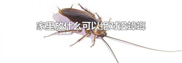 家里放什么可以绝对没蟑螂