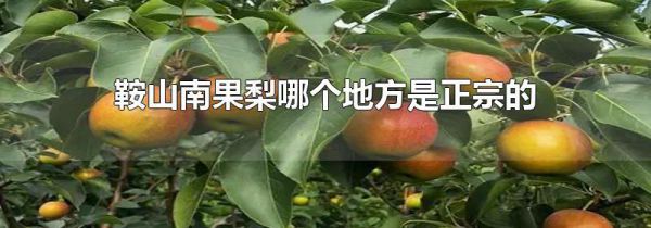鞍山南果梨哪个地方是正宗的