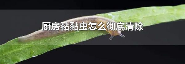 厨房黏黏虫怎么彻底清除