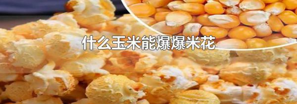 什么玉米能爆爆米花