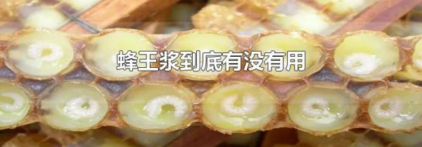 蜂王浆到底有没有用