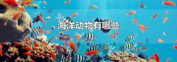 海洋动物有哪些