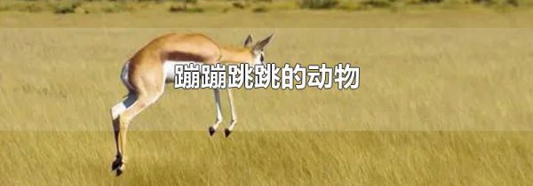 蹦蹦跳跳的动物