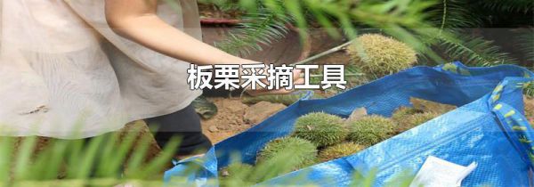 板栗采摘工具