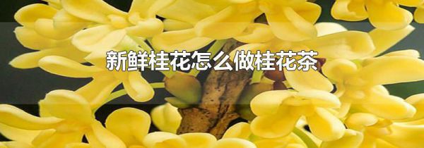 新鲜桂花怎么做桂花茶