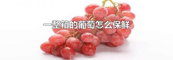 一整箱的葡萄怎么保鲜