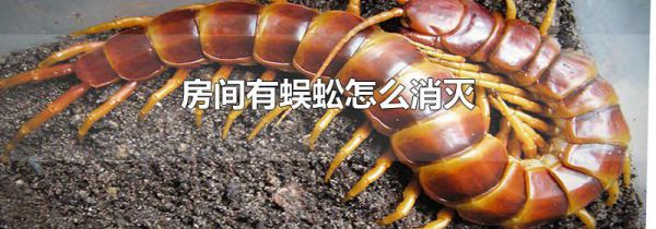 房间有蜈蚣怎么消灭